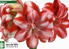 hippeastrum Jolly Majesty (2)